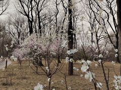 -海棠花溪(元大都城垣遗址公园)
