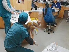 -联合动物医院(光谷诊疗中心)