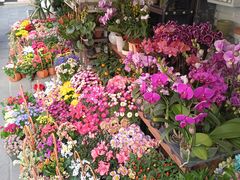 -溪岸路花鸟市场