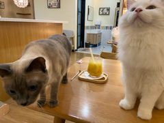 -滚猫咖啡·猫咖·猫友好撸猫(未来城店)
