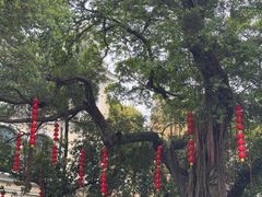 -荔湾湖公园