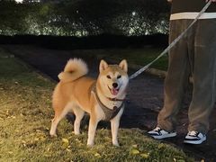 -萌宠之家·腊肠犬·马尔泰·小体犬舍