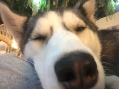 -Husky Go! 哈士奇体验馆·宠物咖啡厅狗咖