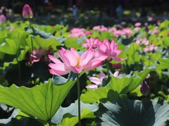 -莲花池公园