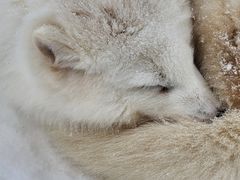 -宫城藏王狐狸村