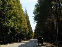 -日照海滨国家森林公园