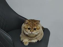 -老吴的猫·猫舍(新区店)
