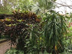 -海南热带野生动植物园