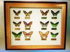 -上海昆虫博物馆