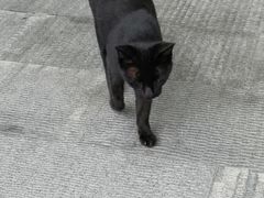 -八婆婆烧仙草(曾厝垵店)