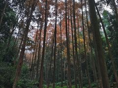 -凤栖山