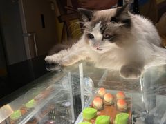 -咖法森林·咖啡  酒吧(天河店)