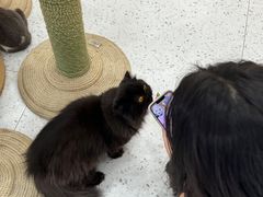 -喵园·猫主题咖啡厅·撸猫·猫咖(国贸店)