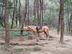 -铁山坪森林公园