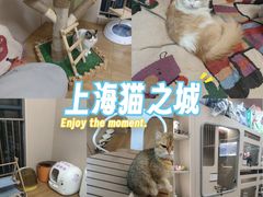 -唐小姐の私宠·宠物洗护美容·撸猫馆·购宠(周浦万达旗舰店)