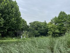 -上海吴淞炮台湾国家湿地公园