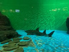 -上海海洋水族馆