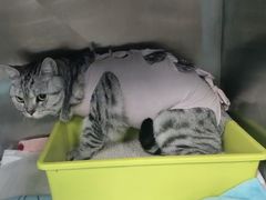 -奈斯宠物医院·核磁CT·异宠专科·内镜(中南店)