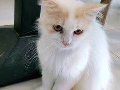 -平行世界·猫咖(首经贸店)