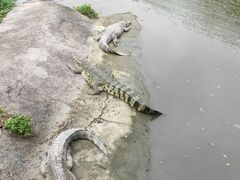 -广州长隆飞鸟乐园