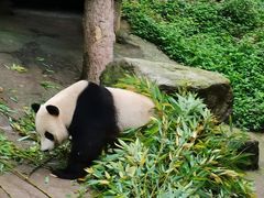 -都江堰中华大熊猫苑