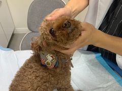 -喜多萌中农锦绣动物医院24H·猫科·牙科MRI·CT