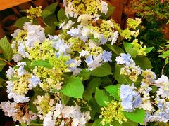 -双季花艺园艺市场(浦东店)
