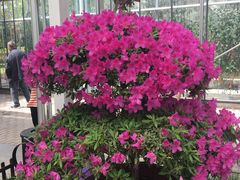 -上海鲜花港