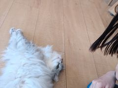 -Let's go狗咖·猫咖·奶狗·桌游(春熙路IFS店)