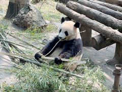 -都江堰中华大熊猫苑