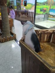 -未来动物城动物主题公园(大悦城店)