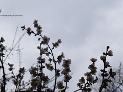 -香雪海