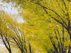 -野鸭湖国家湿地公园