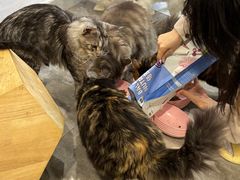 -楼上猫咖(罗湖店)