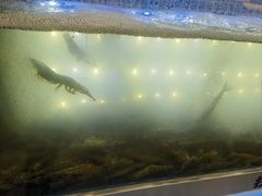 -扶摇树下·椒麻鲜活虾(石家庄勒泰广场店)