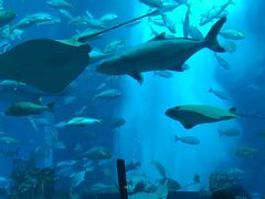-迪拜水族馆及水下动物园