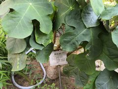 -广州神农草堂中医药博物馆