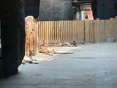 -鄂尔多斯野生动物园