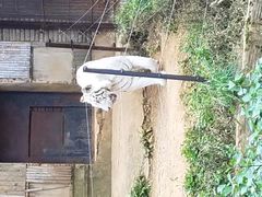-云南野生动物园