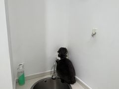 -艾贝尔宠物医院·24H转诊中心·肿瘤猫专科(江宁双龙店)