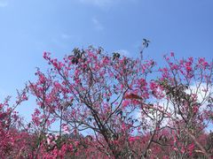 -深圳仙湖植物园