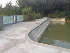 -大塘金香草谷