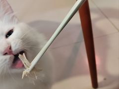 -平行世界·猫咖(首经贸店)