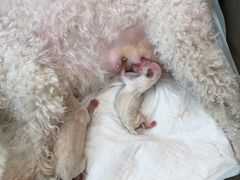 -美联众合宠物医院·爱萌分院·内外科·猫科中心