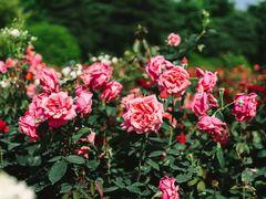 -上海滨江森林公园