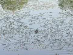 -金银湖国家城市湿地公园