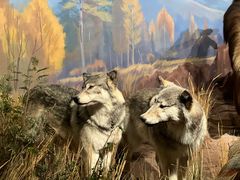 -陕西自然博物馆