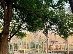-黄兴公园