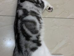 -芭比堂动物医院广州顽皮分院
