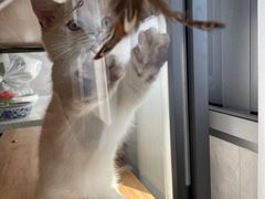 -momokira米努特·德文卷毛猫·棉花面纱犬